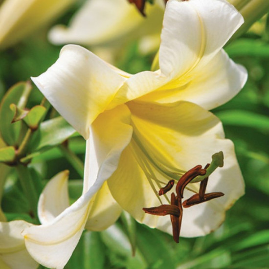 Лілія OT гібрид Tree Miss Peculiar