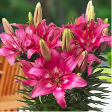 Лілія низькоросла Trendy Dakota