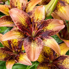 Лілія азіатська Tribal Dance