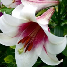 Лілія LO гібрид Triumphator