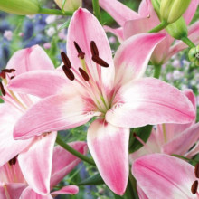 Лілія азіатська Vermeer