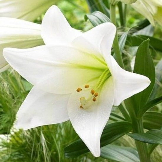 Лілія LO гібрид White Heaven