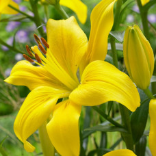 Лілія азіатська Yellow County