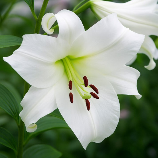 Лілія гігант Appleton