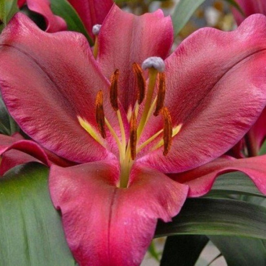 Лілія гігант Avinger