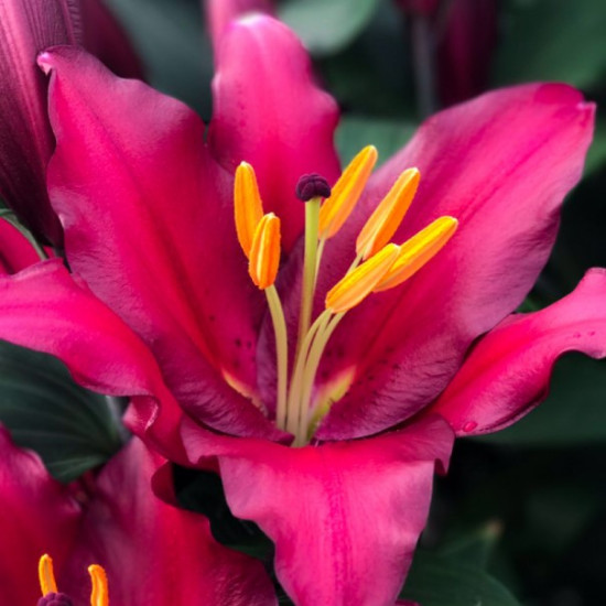 Лілія гігант Bombastic