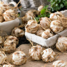 Лілія азіатська Stracciatella Event