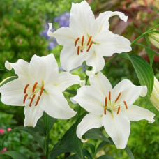 Лілія орієнтальна Casa Blanca