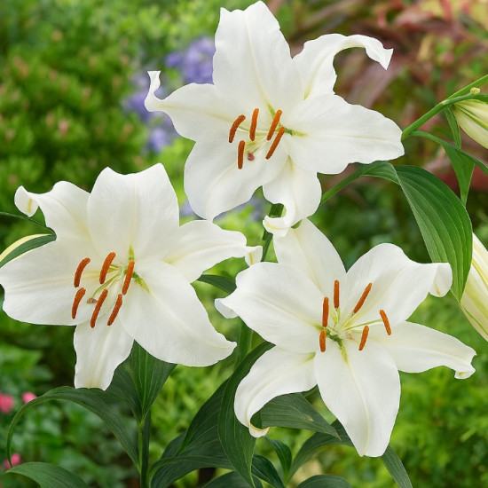 Лілія орієнтальна Casa Blanca