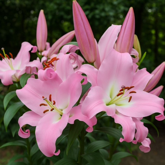 Лілія гігант Corinthe