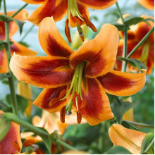 Лілія гігант Debby