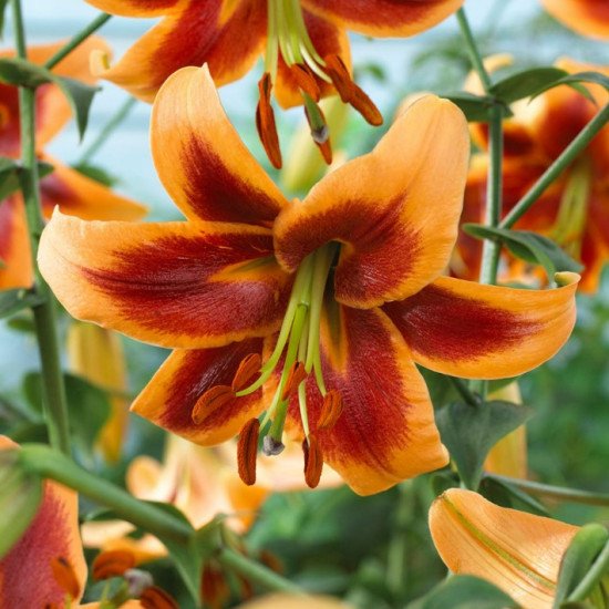 Лілія гігант Debby