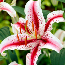 Лілія орієнтальна тигрова Dizzy