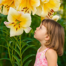 Лілія гігант Faconnable