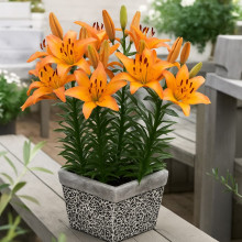 Лілія низькоросла Lady Like