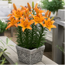 Лілія низькоросла Lady Like