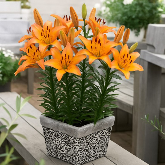 Лілія низькоросла Lady Like