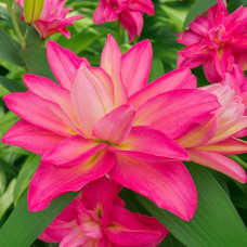 Лілія орієнтальна махрова Lucky Queen