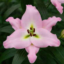 Лілія гігант Macerata