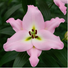 Лілія гігант Macerata