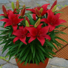 Лілія низькоросла Miss America