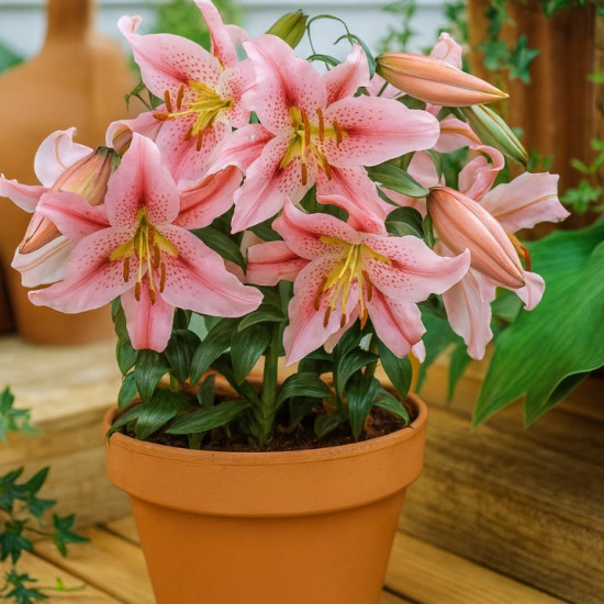 Лілія низькоросла Mona Lisa