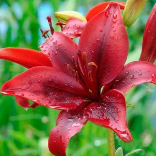 Лілія азіатська Nerone