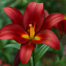 Лілія гігант Pauillac