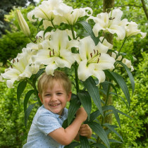 Лілії Гіганти (Лілії дерева)