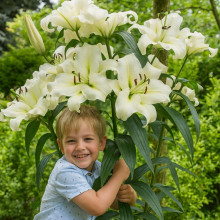 Лілія гігант Pretty Woman