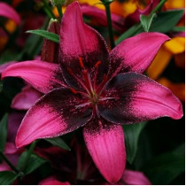 Лілії Азіатські