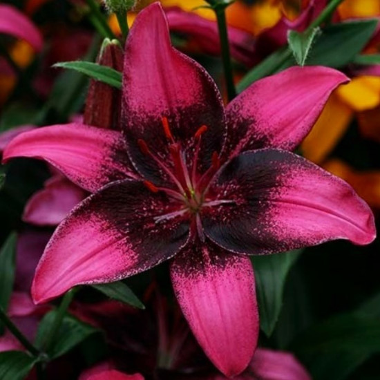 Лілія азіатська Purple Eye