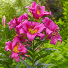 Лилия гигант Purple Lady