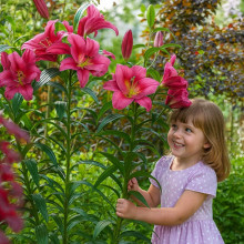 Лілія гігант Purple Prince