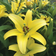 Лілія гігант Yelloween