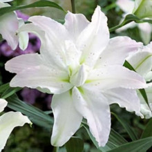 Лилия ориентальная махровая Miss Luсy