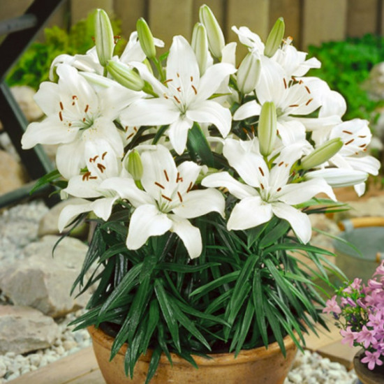 Лілія низькоросла New Wave