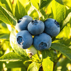 Лохина (Чорниця садова) Аврора контейнер 0.5 л