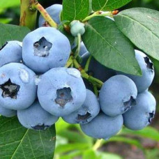 Лохина (Чорниця садова) Блюголд контейнер 0.5 л