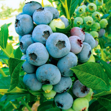 Лохина (Чорниця садова) Блюкроп контейнер 0.5 л