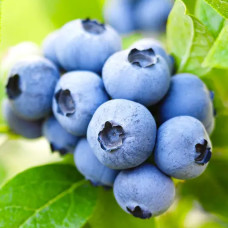 Лохина (Чорниця садова) Бріджита Блю Пізній контейнер 0.5 л