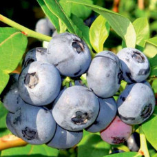 Лохина (Чорниця садова) Чандлер контейнер 0.5 л