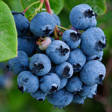 Лохина (Чорниця садова) Денис Блю контейнер 0.5 л