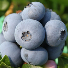 Лохина (Чорниця садова) Патріот контейнер 0.5 л