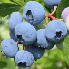 Лохина (Чорниця садова) Блакитна Розсип контейнер 0.5 л