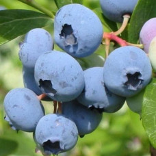 Лохина (Чорниця садова) Санрайз контейнер 0.5 л