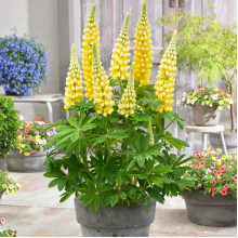 Люпин Chandelier