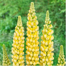 Люпин Chandelier