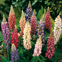 Люпин Minarette Mix (низькорослий)