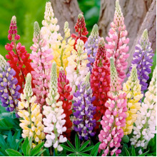 Люпин Minarette Mix (низькорослий)